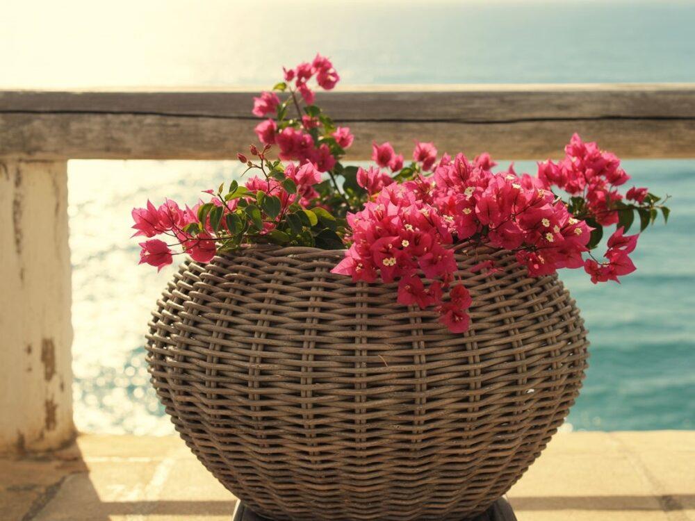 rośliny doniczkowe na rattanowym stojaku