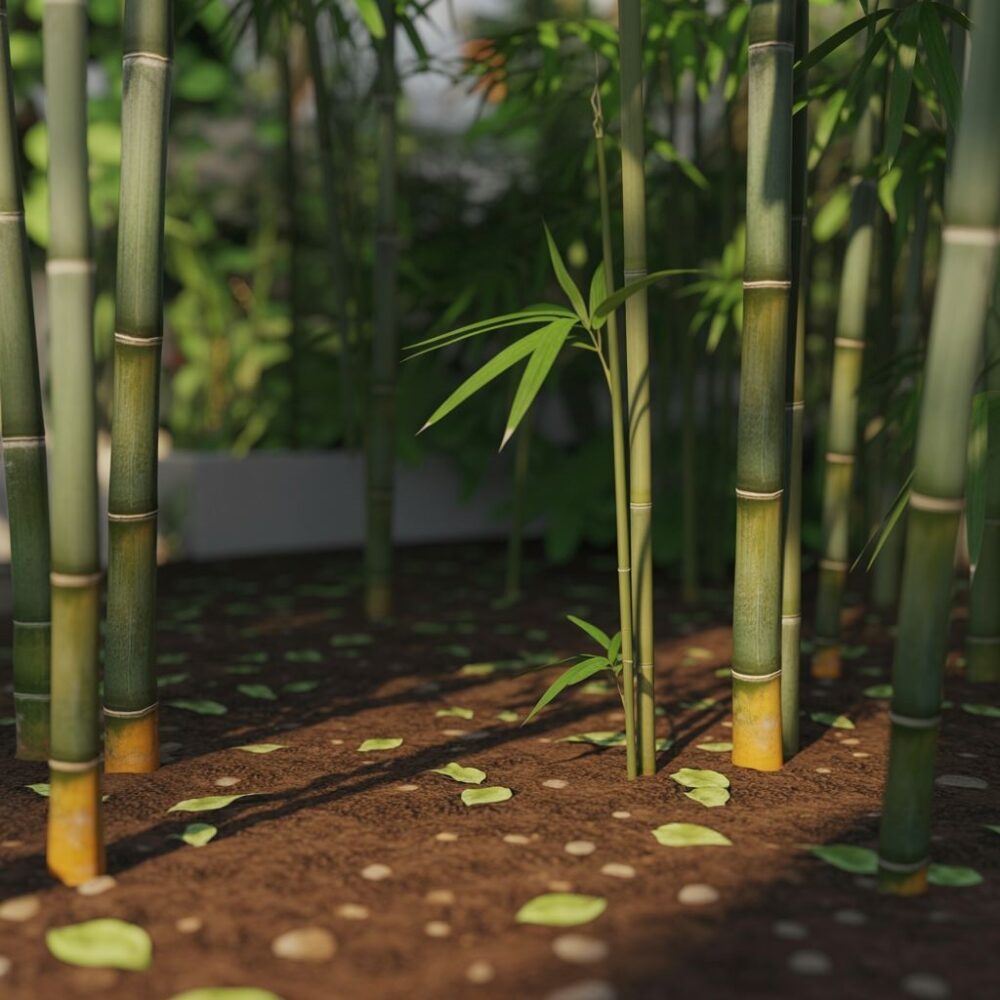 żyzna ziemia do bambusa