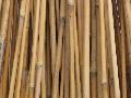 Tyczki bambusowe z naszej plantacji. od 100 do 200 cm.wysoko¶ci. Srednica od 5 do 15 mm.Cena za 1 szt. 1 z³